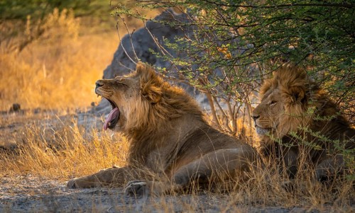 Two maned lions, lion yawns, siblings lying in grass, lion (Panthera Leo), savuti, Chobe National