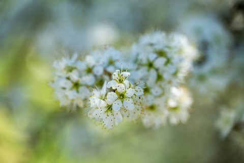 Blackthorn (Prunus spinosa) Blossoms flowering in spring, Bavaria, Germany, Europe, Helena,