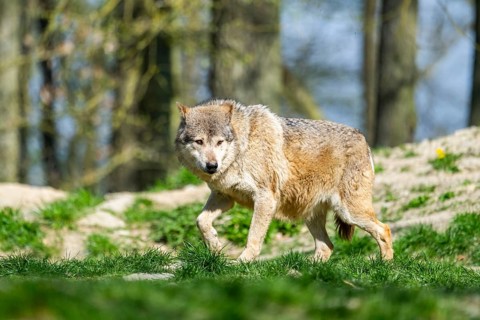 Eastern wolf (Canis lupus lycaon) walking on a meadow, Bavaria, Germany