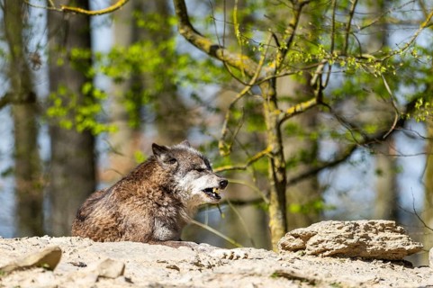 Eastern wolf (Canis lupus lycaon) standing on a little hill, Bavaria, Germany