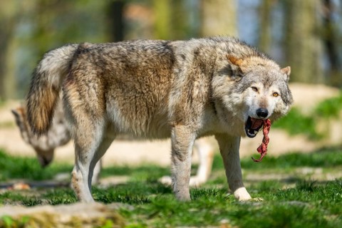 Eastern wolf (Canis lupus lycaon) standing on a meadow, Bavaria, Germany
