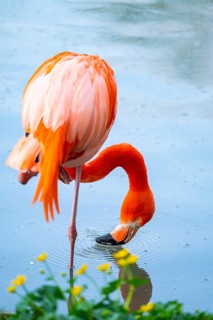 American flamingo (Phoenicopterus ruber), portrait in the water, Germany