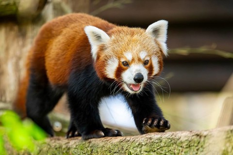 Red panda (Ailurus fulgens) walking on a tree, Germany