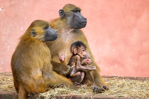 Guinea baboon (Papio papio) family with a new born youngster, captive, Bavaria, Germany