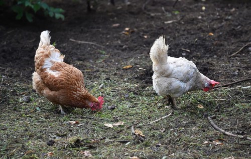 Hen, Gallus gallus domesticus, looking for food in a free-range farm, organic farming,