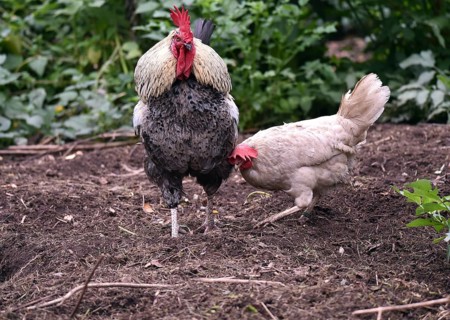 Domestic chickens, Gallus gallus domesticus, with roosters searching for food in outdoor