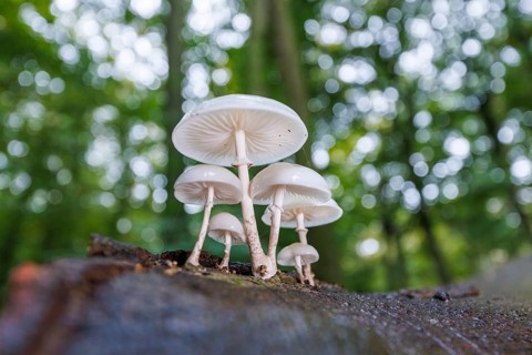 Beech slime (Mucidula mucida), Germany