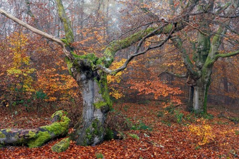 Beech in Hutewald Halloh, Hesse, Germany