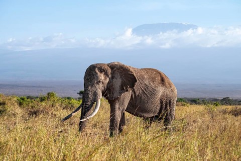 African elephant (Loxodonta africana) in picturesque landscape with the summit of Mount