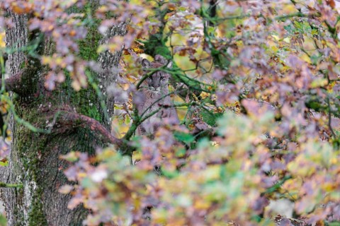A female cougar (Puma concolor) rests hidden by leaves on a big branch high up in an oak tree. W