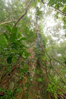 Misty tropical forest with ficus and endemic species on the way to Mount Sorrow in Daintree