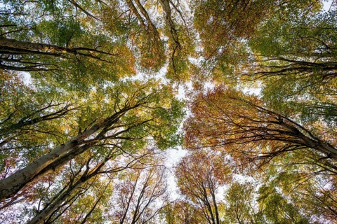 Autumn forest, view of the treetops from below, Schauinsland, Freiburg im Breisgau, Black Forest,
