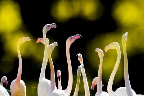 Pink flamingos, Phoenicopterus ruber-roseus