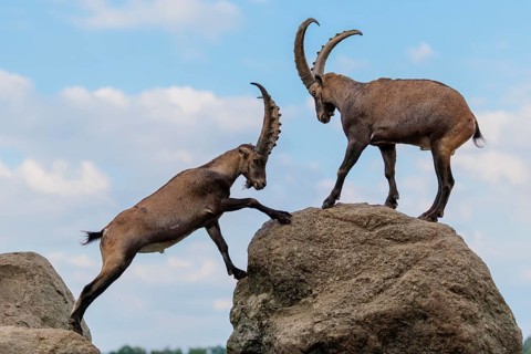 Two male ibexes (Capra ibex) stand facing each other on a rock and playfully fight with each other.