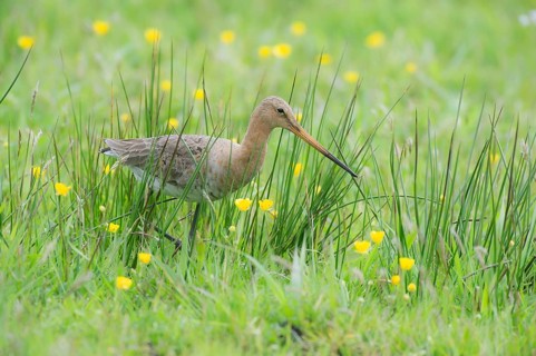 Black-tailed gown (Limosa limosa) looking for food in meadows, Lower Saxony, Germany