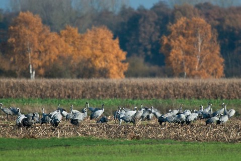 Cranes (grus grus) while resting on the southward train looking for food in a harvested corn field,