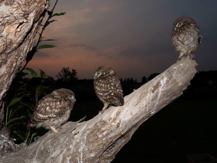 Little owl (Athene noctua), young stone owls sitting at twilight, North Rhine-Westphalia, Germany