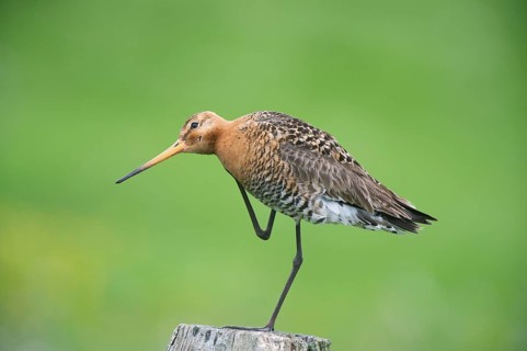 Black-tailed gown (Limosa limosa), in a meadow post in the meadow area, Lower Saxony, Germany