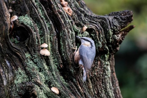 Nuthatch (Sitta europaea), Emsland, Lower Saxony, Germany