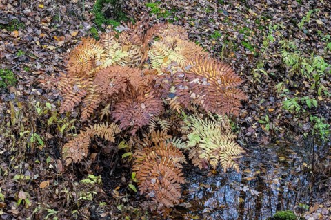 Royal Fern (Osmunda regalis), Emsland, Lower Saxony, Germany
