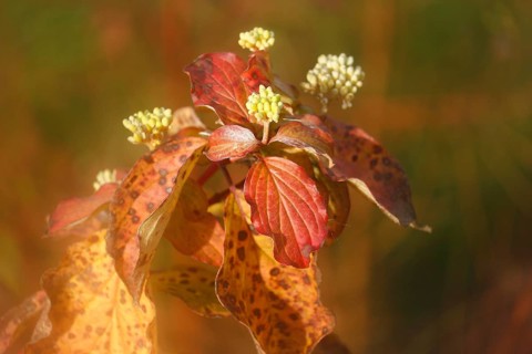 Blood-red dogwood (Cornus sanguinea), branch with buds, alienation, North Rhine-Westphalia, Germany