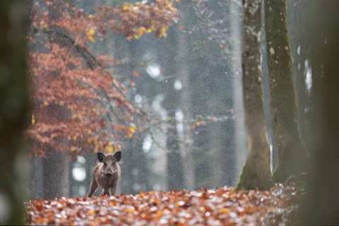 Wild boar newbie in the rain, Daun, Rhineland-Palatinate, Germany