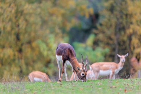 A male blackbuck (Antilope cervicapra) grazes on a green meadow on a cloudy day. Some females can