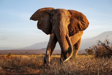African elephant (Loxodonta africana) with Kilimanjaro, the famous Super Tusker elephant Craig, old
