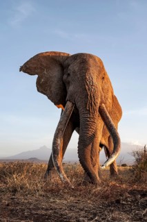 African elephant (Loxodonta africana), the famous Super Tusker elephant Craig, old male with long