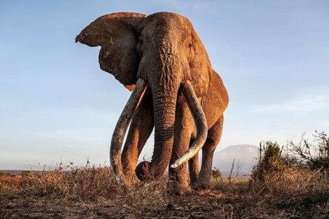 African elephant (Loxodonta africana), the famous Super Tusker elephant Craig, old male with long