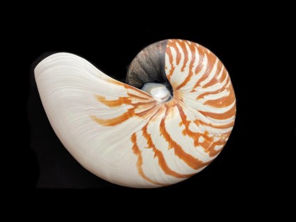 Pearl boat (Nautilus pompilius), Nautilidae family, interior view of the bowl, phragmocon, spiral,