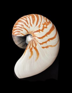 Pearl boat (Nautilus pompilius), Nautilidae family, interior view of the bowl, phragmocon, spiral,