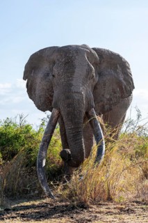 African elephant (Loxodonta africana), the famous Super Tusker elephant Craig, old male with long