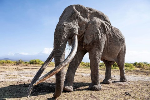 African elephant (Loxodonta africana), the famous Super Tusker elephant Craig, old male with long