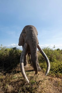 African elephant (Loxodonta africana) eats leaves, the famous Super Tusker elephant Craig, old male
