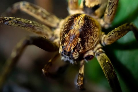 Night view of scary wolf spider (Lycosidae) in the jungle, Amani Nature Forest Reserve, Eastern