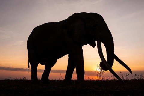 Backlight, African elephant (Loxodonta africana), the famous Super Tusker elephant Craig, old bull