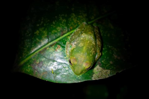 Forest climbing frog (Leptopelis barbouri) in the jungle, night view, Amani Forest Reserve,