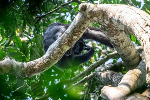 Chimpanzee (Pan Troglodytes), adult male feeding in the treetop in the jungle, Murchison Falls