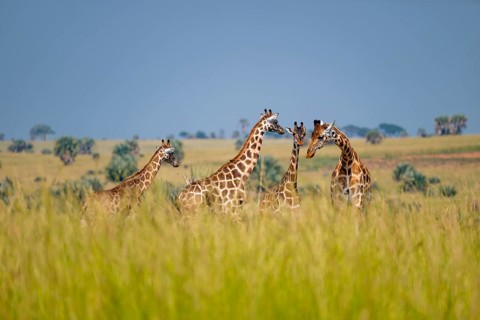 Rothschild giraffes in Murchison Falls National Park, Uganda