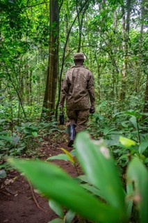 Ranger running in the jungle, Kibale National Park, Uganda