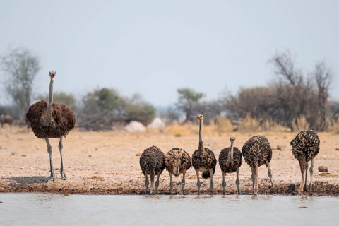 African ostrich (Struthio camelus), funny animal family, mother and six juvenile young animals,