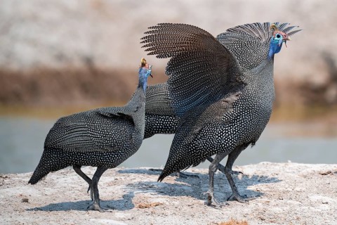 Helmet guinea fowl (Numida meleagris), swarm at the waterhole, Nxai Pan National Park, Botswana
