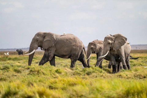 African elephant (Loxodonta africana), Amboseli National Park, Rift Valley Province, Kenya