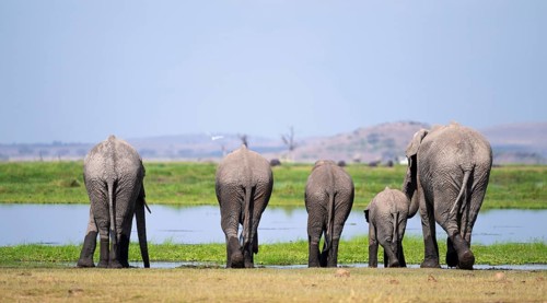 Funny, herd standing in line at water and drinking, African elephant (Loxodonta africana), Amboseli