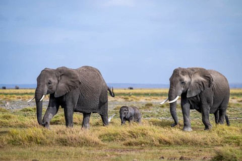 African elephant (Loxodonta africana) with baby, young and dam, Amboseli National Park, Rift Valley