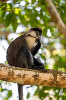 Red-tailed monkeys or Congo white-nosed monkeys (Cercopithecus ascanius schmidti), Kibale National