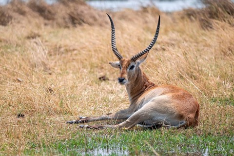 Letschwe or litchi bog antelope (Kobus leche), adult male, in tall dry grass, Okavango Delta,