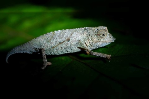 Zomba dwarf chameleon (Rieppeleon brachyurus), white chameleon on a branch at night, Amani Nature