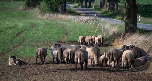 Black-headed sheep (Ovis gmelini aries) graze close to a road separated by a pasture fence,